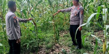 Polsek Kuantan Mudik Cek Perkembangan Jagung Pipil, Dukung Swasembada Pangan 2026