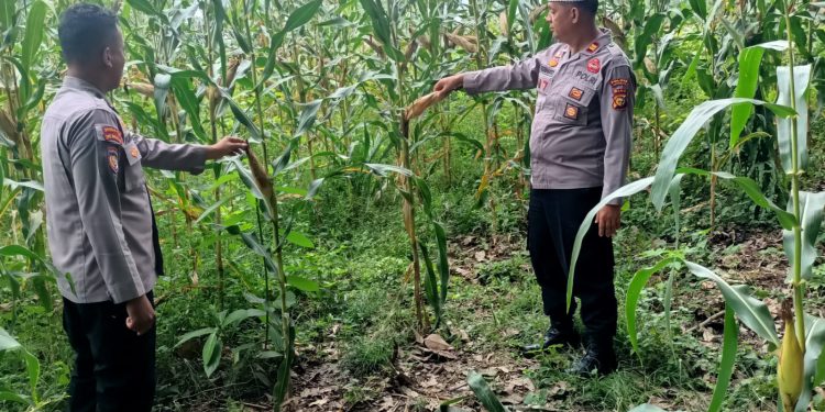 Polsek Kuantan Mudik Cek Perkembangan Jagung Pipil, Dukung Swasembada Pangan 2026
