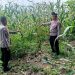 Polsek Kuantan Mudik Cek Perkembangan Jagung Pipil, Dukung Swasembada Pangan 2026