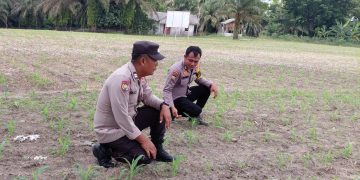 Begini Jurus Personel Polsek Kelayang Wujudkan Ketahanan Pangan Nasional