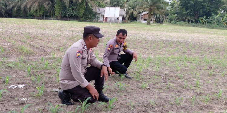 Begini Jurus Personel Polsek Kelayang Wujudkan Ketahanan Pangan Nasional