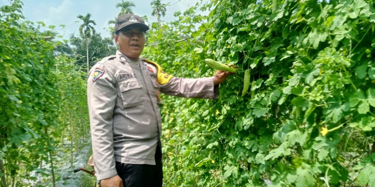 Polisi Cinta Petani, Bhabinkamtibmas Jajaran Polres Inhu Rutin Ajak Sukseskan Ketahanan Pangan