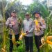 PANEN JAGUNG PIPIL BUMDES DESA BINA BARU HASILKAN 1000 KG, POLSEK KAMPAR KIRI HILIR DUKUNG SWASMBADA PANGAN