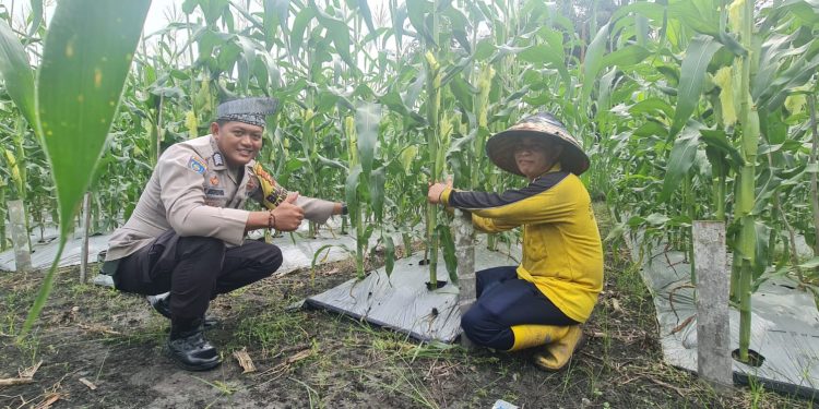 Dukung Ketahanan Pangan, Bhabinkamtibmas Polsek Tambusai Utara Sambangi Petani Jagung dan Sosialisasikan Pencegahan Karhutla