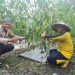 Dukung Ketahanan Pangan, Bhabinkamtibmas Polsek Tambusai Utara Sambangi Petani Jagung dan Sosialisasikan Pencegahan Karhutla