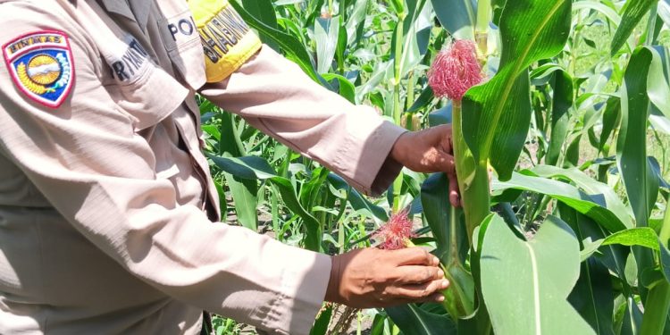 Giat Pembuangan Janten atau Beby cron, Bhabinkamtibmas Polsek Bukitraya Dampingi Petani Merawat dan Mengoptimalkan Hasil Panen Jagung