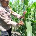 Giat Pembuangan Janten atau Beby cron, Bhabinkamtibmas Polsek Bukitraya Dampingi Petani Merawat dan Mengoptimalkan Hasil Panen Jagung