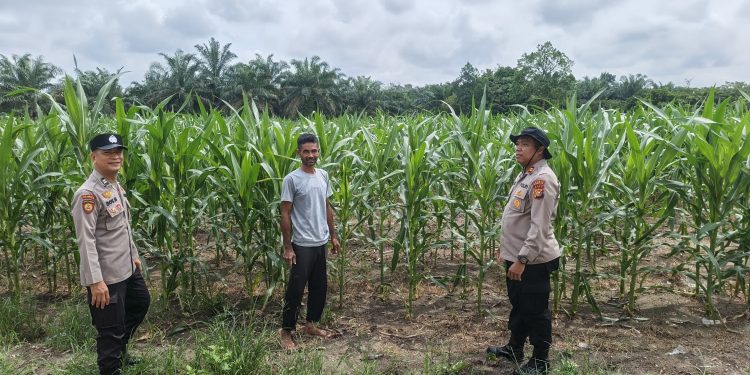 Polsek Perhentian Raja Periksa Tanaman Jagung Pipil Poktan, Lahan 1,25 Hektar Berkembang Optimal Dengan Metode Monokultur