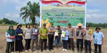 Polsek Pkl Kerinci Tanam Jagung 3 Hektar di Km 55: Dukung Swasembada Pangan Presiden RI