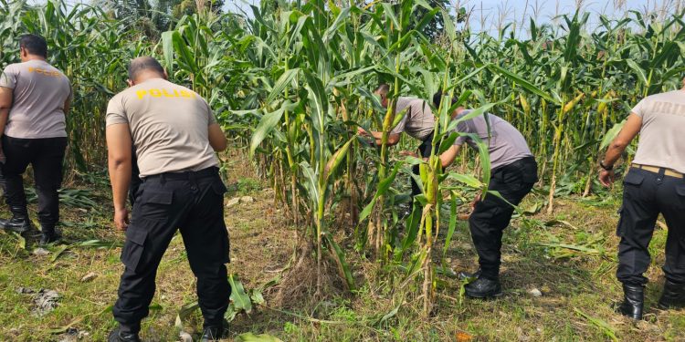 Polri Cinta Petani, Polresta Pekanbaru Aktif Dukung Ketahanan Pangan Nasional di Tuah Madani