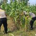Polri Cinta Petani, Polresta Pekanbaru Aktif Dukung Ketahanan Pangan Nasional di Tuah Madani