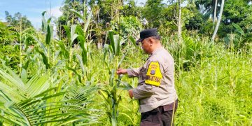 Pengecekan Tanaman Jagung Dukung Program Swasembada Pangan 2026 di Desa Tanjung Berjalan Lancar