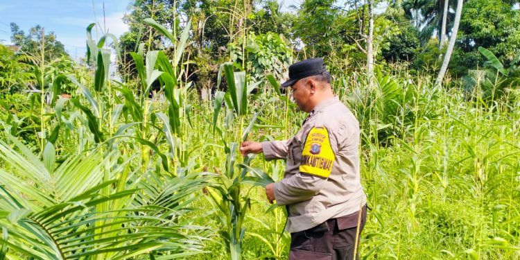 Pengecekan Tanaman Jagung Dukung Program Swasembada Pangan 2026 di Desa Tanjung Berjalan Lancar