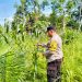 Pengecekan Tanaman Jagung Dukung Program Swasembada Pangan 2026 di Desa Tanjung Berjalan Lancar