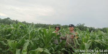 Bhabinkamtibmas Desa Rawang Binjai Lakukan Pengecekan Tanaman Jagung Dukung Swasembada Pangan 2026