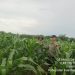 Bhabinkamtibmas Desa Rawang Binjai Lakukan Pengecekan Tanaman Jagung Dukung Swasembada Pangan 2026