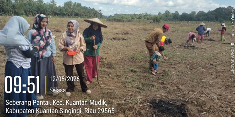 Polsek Kuantan Mudik Dukung Swasembada Pangan 2026 Melalui Penanaman Jagung Pipil di Desa Seberang Pantai