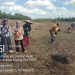 Polsek Kuantan Mudik Dukung Swasembada Pangan 2026 Melalui Penanaman Jagung Pipil di Desa Seberang Pantai