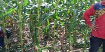 Monitor perkembangan masa pembuahan Jagung Pipil Bhabinkamtibmas Air dingin bersama Poktan BINA TANI SEJAHTERA lakukan perawatan pembuangan pelepah jagung