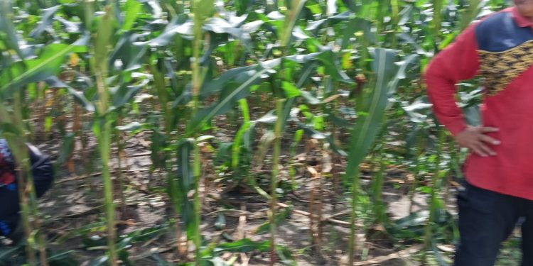 Monitor perkembangan masa pembuahan Jagung Pipil Bhabinkamtibmas Air dingin bersama Poktan BINA TANI SEJAHTERA lakukan perawatan pembuangan pelepah jagung