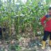Monitor perkembangan masa pembuahan Jagung Pipil Bhabinkamtibmas Air dingin bersama Poktan BINA TANI SEJAHTERA lakukan perawatan pembuangan pelepah jagung