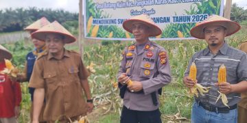 Panen 1 Ton Jagung di Batang Kulim ,Polsek Pkl Kuras Kawal Swasembada Pangan 2026