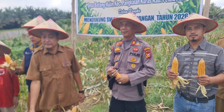 Panen 1 Ton Jagung di Batang Kulim ,Polsek Pkl Kuras Kawal Swasembada Pangan 2026