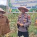 Panen 1 Ton Jagung di Batang Kulim ,Polsek Pkl Kuras Kawal Swasembada Pangan 2026