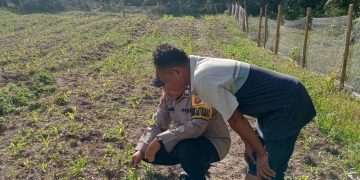 Pengecekan Tanaman Jagung Pipil di Lahan Ketahanan Pangan Polsek LTD Dukung Swasembada Pangan 2026