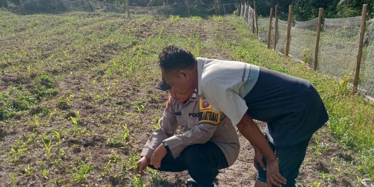 Pengecekan Tanaman Jagung Pipil di Lahan Ketahanan Pangan Polsek LTD Dukung Swasembada Pangan 2026