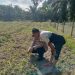 Pengecekan Tanaman Jagung Pipil di Lahan Ketahanan Pangan Polsek LTD Dukung Swasembada Pangan 2026