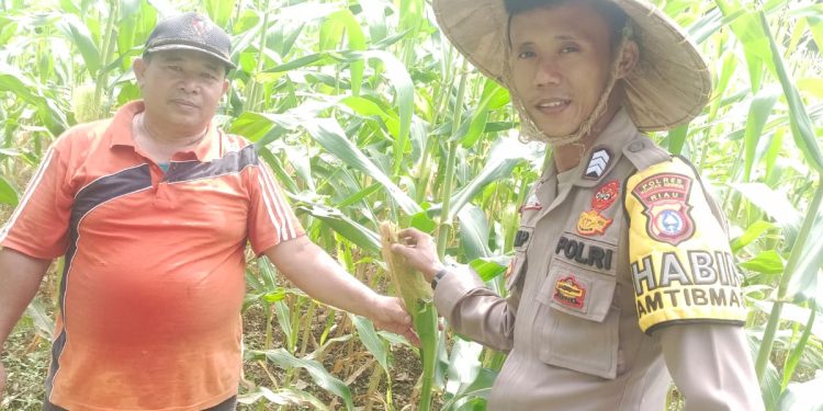 Polsek Kuantan Hilir Cek Tanaman Jagung Dukung Swasembada Pangan 2026