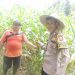Polsek Kuantan Hilir Cek Tanaman Jagung Dukung Swasembada Pangan 2026