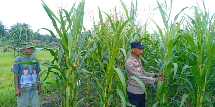 POLSEK KAMPAR KIRI HILIR PERIKSA TANAMAN JAGUNG KELOMPOK TANI RUKUN SENTOSA, KONDISI BAGUS DAN SIAP PANEN JUNI