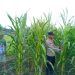 POLSEK KAMPAR KIRI HILIR PERIKSA TANAMAN JAGUNG KELOMPOK TANI RUKUN SENTOSA, KONDISI BAGUS DAN SIAP PANEN JUNI