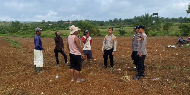 Polres Rokan Hulu Tinjau Lahan Jagung, Matangkan Persiapan Panen Serentak untuk Dukung Swasembada Pangan Nasional