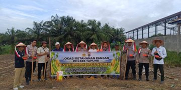 Polsek Tapung Garap 1,5 Hectar Lahan Untuk Penanaman Jagung Kuartal Ii, Dukung Swasmbada Pangan Desa Bencah Kelubi
