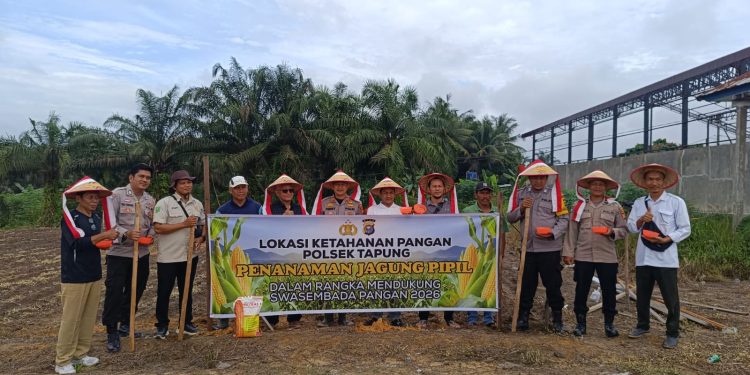 Polsek Tapung Garap 1,5 Hectar Lahan Untuk Penanaman Jagung Kuartal Ii, Dukung Swasmbada Pangan Desa Bencah Kelubi