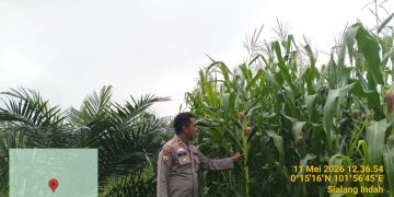 Polsek Pkl Kuras Cek Progres 12 Ha Jagung Kuartal II dalam rangka swasembada Pangan