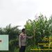 Polsek Pkl Kuras Cek Progres 12 Ha Jagung Kuartal II dalam rangka swasembada Pangan