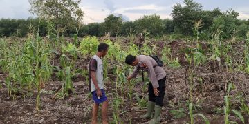 Polsek Teluk Meranti Monitoring Program Ketahanan Pangan Jagung di Pulau Muda