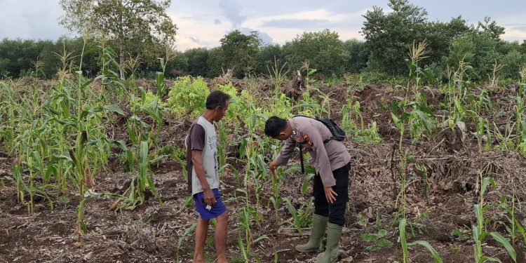 Polsek Teluk Meranti Monitoring Program Ketahanan Pangan Jagung di Pulau Muda