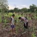Polsek Teluk Meranti Monitoring Program Ketahanan Pangan Jagung di Pulau Muda