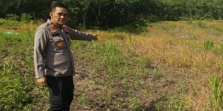 Dukung Program Ketahanan Pangan, Kapolsek Pekanbaru Kota Bersama Kelompok Tani Laksanakan Penanaman Jagung Hibrida