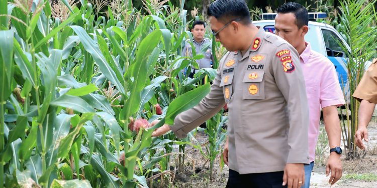 Dukung Ketahanan Pangan, Kapolres Siak Tinjau Progres Kebun Jagung di Kecamatan Kandis