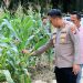 Dukung Ketahanan Pangan, Kapolres Siak Tinjau Progres Kebun Jagung di Kecamatan Kandis