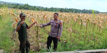 Polsek Kampar Kiri Periksa Tanaman Jagung Kelompok Tani Presisi – Kondisi Bagus, Siap Panen Bulan Juni
