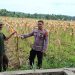 Polsek Kampar Kiri Periksa Tanaman Jagung Kelompok Tani Presisi – Kondisi Bagus, Siap Panen Bulan Juni