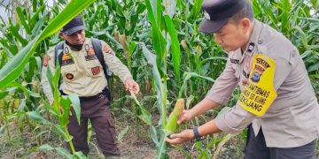 Polsek Bandar Seikijang Kawal Ketahanan Pangan 1,5 Ha Jagung Pipil PT CDS Tumbuh Subur