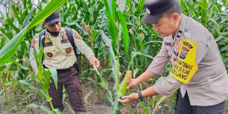 Polsek Bandar Seikijang Kawal Ketahanan Pangan 1,5 Ha Jagung Pipil PT CDS Tumbuh Subur